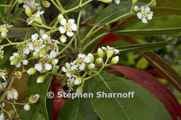 heteromeles arbutifolia 4 graphic